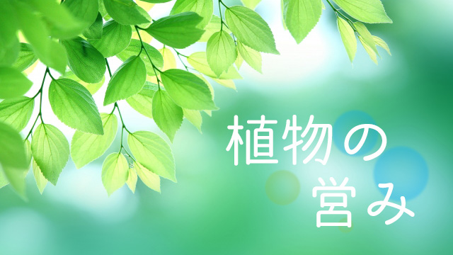 最近気になるシリーズ~植物の営みなど~
