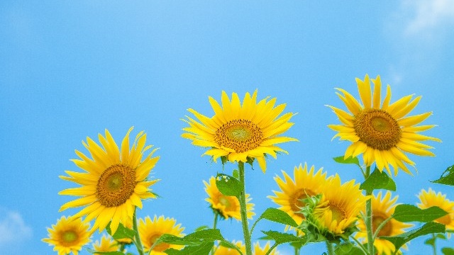 受験生の夏